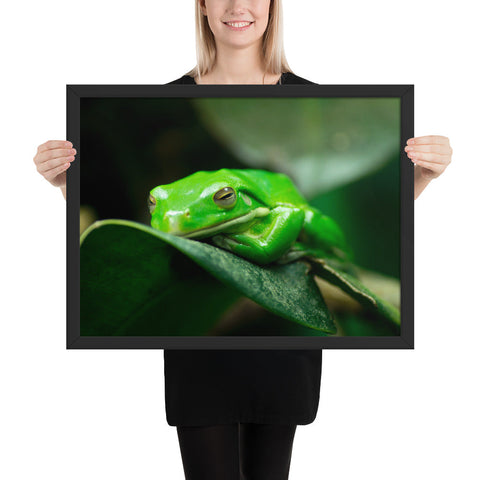 Tableau Grenouille Moderne