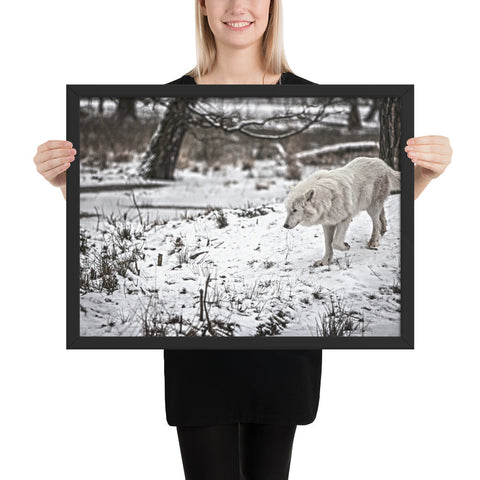 Tableau Loup Blanc des Neiges