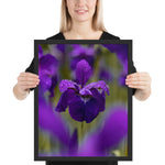 Tableau Fleur d'Iris Zoomée