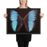 Tableau Deco Papillon (Bande Bleuet Noir)