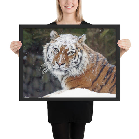 tableau moderne tigre sibérie