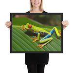 Tableau Grenouille Gros Yeux Rouge