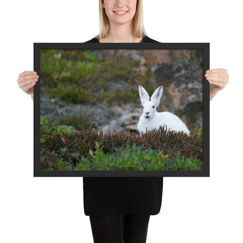 Tableau Lapin Blanc aux Grandes Oreilles