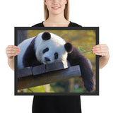  Tableau Panda Allongé sur un Banc