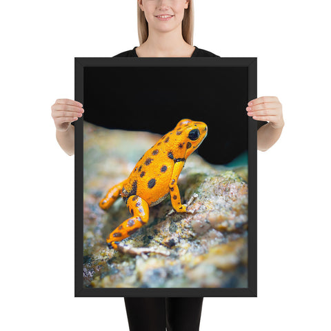 Tableau Grenouille Orange