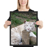 tableau design bébé tigre blanc