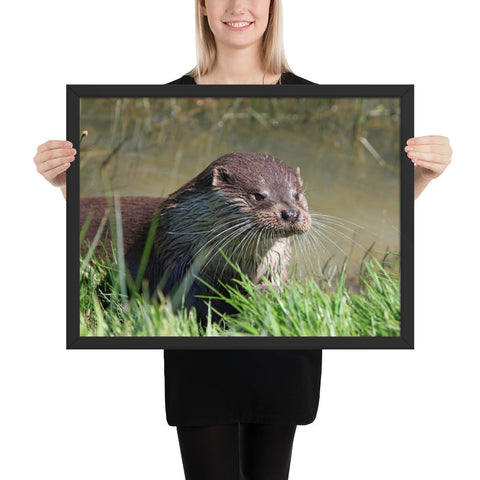 Tableau Loutre Mignonne de Face