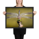 Tableau Insecte aux Grandes Ailes