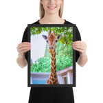 Tableau Animaux de Girafe Pelage Marbré
