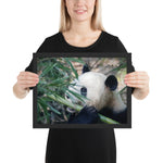 Tableau Photo Panda Enfant Bambou