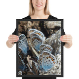 Tableau avec des Papillons Bleutés en Réunion
