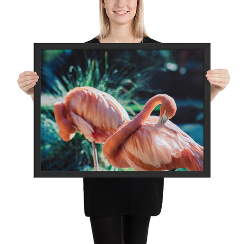 Tableau de Flamant Rose (Duo)