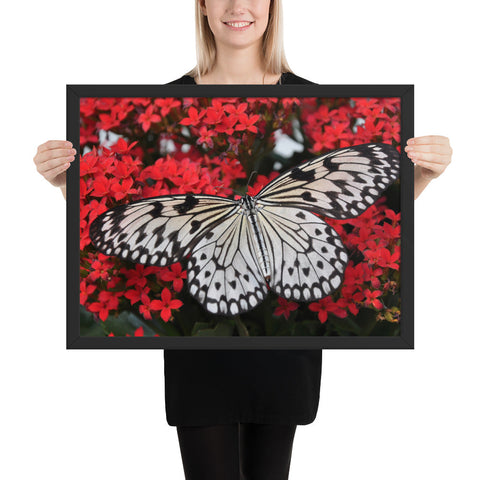 Tableau Insecte Papillon