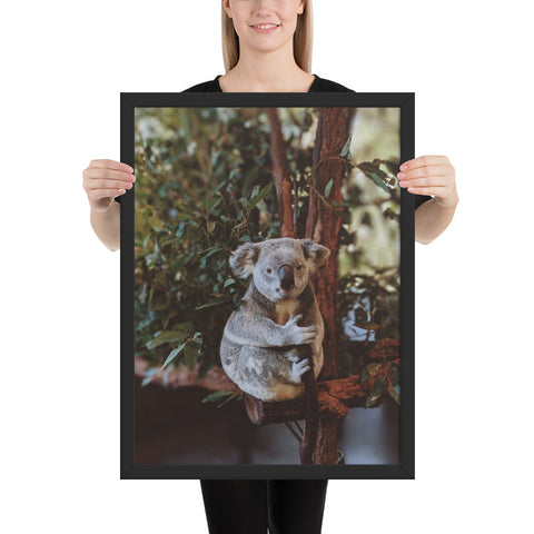 Tableau Koala XXL