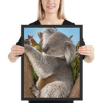 Tableau Koala le Marsupilami
