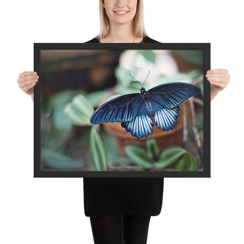 Tableau Ailes de Papillons (Bleu Azur)