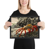 Tableau Animaux Crabe