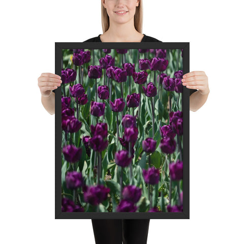 Tableau Champs de plusieurs Tulipes 