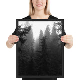 Tableau Forêt Noir et Blanc Grands Sapins Sombres