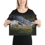 Tableau Crocodile Alligator Yeux Noirs