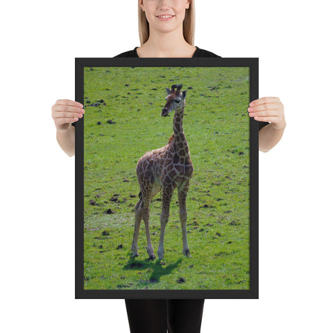 Tableau Bébé Girafe Perdue en Afrique