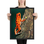 Tableau Grenouille Orange Vif