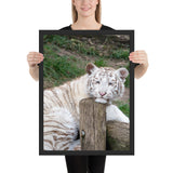 tableau moderne bébé tigre blanc