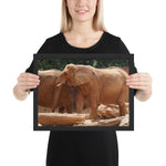 Tableau Animaux Eléphant Indien Grandes Oreilles